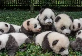 Pandas beb&eacute;s debutan en centro de conservaci&oacute;n en China
