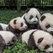 Pandas beb&eacute;s debutan en centro de conservaci&oacute;n en China