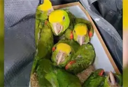 Normativa NOM-059: Aves silvestres M&eacute;xico bajo amenaza