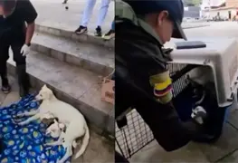 Polic&iacute;a de Bucaramanga rescata a perrita callejera en pleno parto