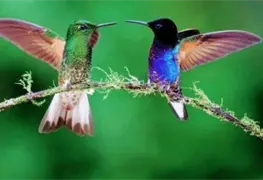 Aumenta tr&aacute;fico de colibr&iacute;es en febrero por rituales de amor