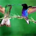 Aumenta tráfico de colibríes en febrero por rituales de amor