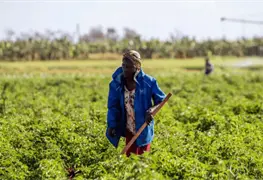 Cuba lucha por sostener su producci&oacute;n de alimentos en medio de la escasez