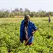 Cuba lucha por sostener su producción de alimentos en medio de la escasez