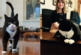Muere Palmerston, el legendario gato diplom&aacute;tico del Foreign Office brit&aacute;nico