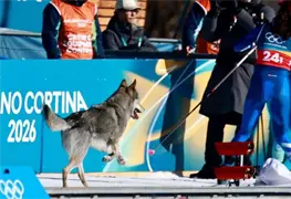 Perro lobo interrumpe clasificaci&oacute;n en Juegos Ol&iacute;mpicos de Invierno