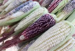 Sheinbaum anuncia simplificaci&oacute;n de apoyos a productores de ma&iacute;z