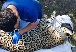 Jaguar con collar satelital es liberado en Tamaulipas