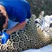 Jaguar con collar satelital es liberado en Tamaulipas