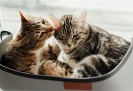 Origen emotivo del D&iacute;a Internacional del Gato en la Casa Blanca