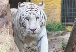 Traslado de tigresa blanca al felinario Balam Balam en M&eacute;rida