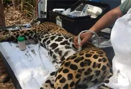 Rescatan y liberan a Jaguar Adelita en Tamaulipas