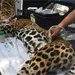 Rescatan y liberan a Jaguar Adelita en Tamaulipas