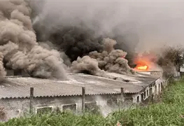 Incendio en granja porcina deja 6000 animales muertos