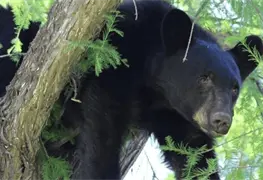 Iniciativa de Semarnat y Grupo Bimbo para salvar al oso negro mexicano