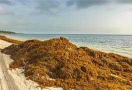 Impacto del sargazo: Destinos tur&iacute;sticos del Caribe Mexicano en riesgo