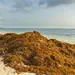 Impacto del sargazo: Destinos tur&iacute;sticos del Caribe Mexicano en riesgo