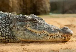 Inundaciones en Australia desatan alerta por cocodrilos en Territorio del Norte