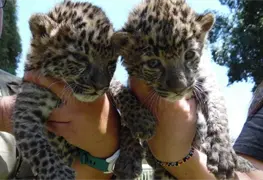 Nacen dos cr&iacute;as de leopardo africano en el Zool&oacute;gico de Irapuato