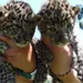 Nacen dos cr&iacute;as de leopardo africano en el Zool&oacute;gico de Irapuato