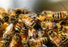Intervenci&oacute;n de emergencia tras ataque de abejas en Guadalupe