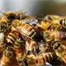 Intervenci&oacute;n de emergencia tras ataque de abejas en Guadalupe