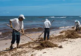 Medidas contra sargazo en Playa del Carmen y Puerto Morelos