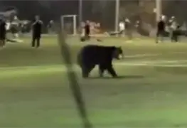 Inesperado avistamiento de oso negro en cancha de f&uacute;tbol