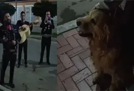 Familia mexicana organiza serenata de mariachi para su perrita Cattaleya