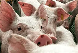 Revisi&oacute;n de importaciones de carne de cerdo Espa&ntilde;a por M&eacute;xico