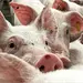 Revisi&oacute;n de importaciones de carne de cerdo Espa&ntilde;a por M&eacute;xico