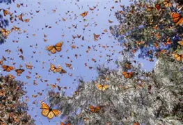 Mariposas Monarca Inician su Migraci&oacute;n hacia Estados Unidos desde Michoac&aacute;n