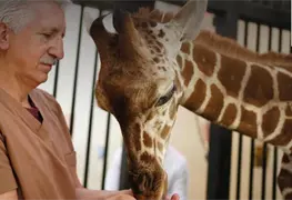 Jirafa rescatada en CDMX tras rechazo materno