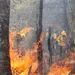 Temporada de incendios forestales presenta retos ante cambio clim&aacute;tico