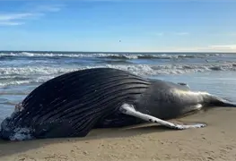 Hallan ballena jorobada fallecida cerca de Punta Coyote