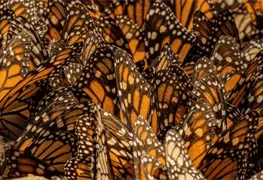 Semarnat advierte sobre riesgos para conservaci&oacute;n de mariposa monarca