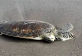 Especialistas investigan muerte de tortuga marina en Veracruz