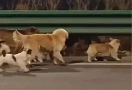 Emotiva fuga de perros en China conmueve en redes sociales