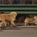 Emotiva fuga de perros en China conmueve en redes sociales