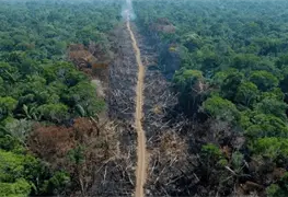Subasta de terrenos p&uacute;blicos para reforestaci&oacute;n en Brasil