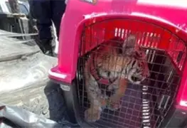 Tigre de bengala rescatado en Ecatepec