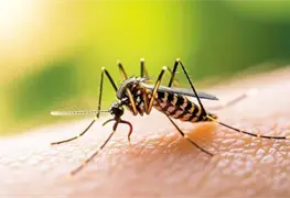 Estudio revela evoluci&oacute;n gen&eacute;tica en mosquitos y resistencia a insecticidas