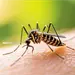 Estudio revela evoluci&oacute;n gen&eacute;tica en mosquitos y resistencia a insecticidas