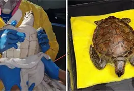 Rescatan a tortuga verde cubierta de chapopote en playa de la Riviera Veracruzana
