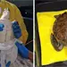 Rescatan a tortuga verde cubierta de chapopote en playa de la Riviera Veracruzana