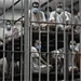 Informe revela crisis penitenciaria por muertes en c&aacute;rceles de El Salvador