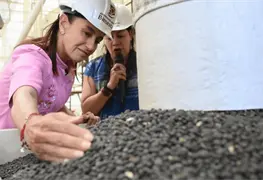 Sheinbaum estudia medidas por ca&iacute;da del precio del frijol
