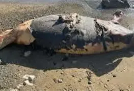 Nueva muerte de manat&iacute; en Bah&iacute;a de Chetumal