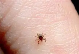Alerta en Ciudad Ju&aacute;rez por aumento de casos de rickettsiosis