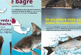 Inicia periodo de veda para pesca de varias especies en 15 estados